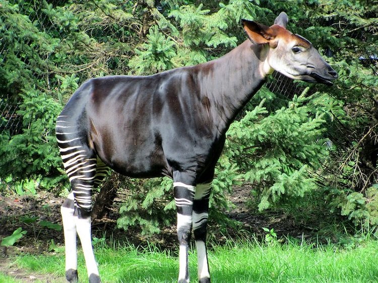 Les animaux de compagnie exotiques