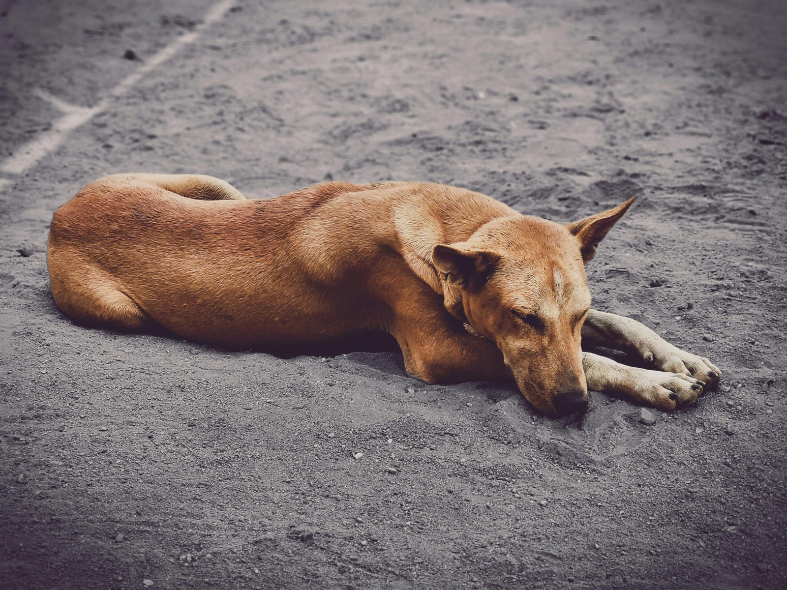 Les besoins essentiels de votre chien